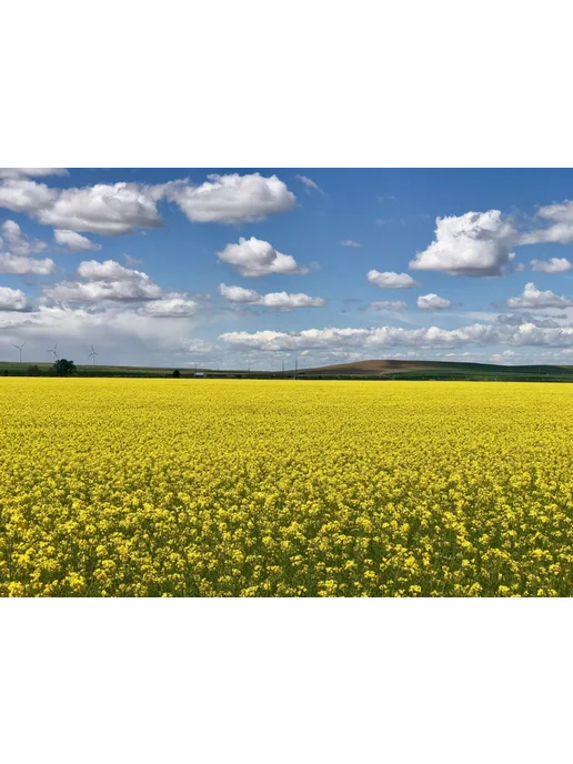Флорасад Донник желтый 10кг, 5 кг, фото 3