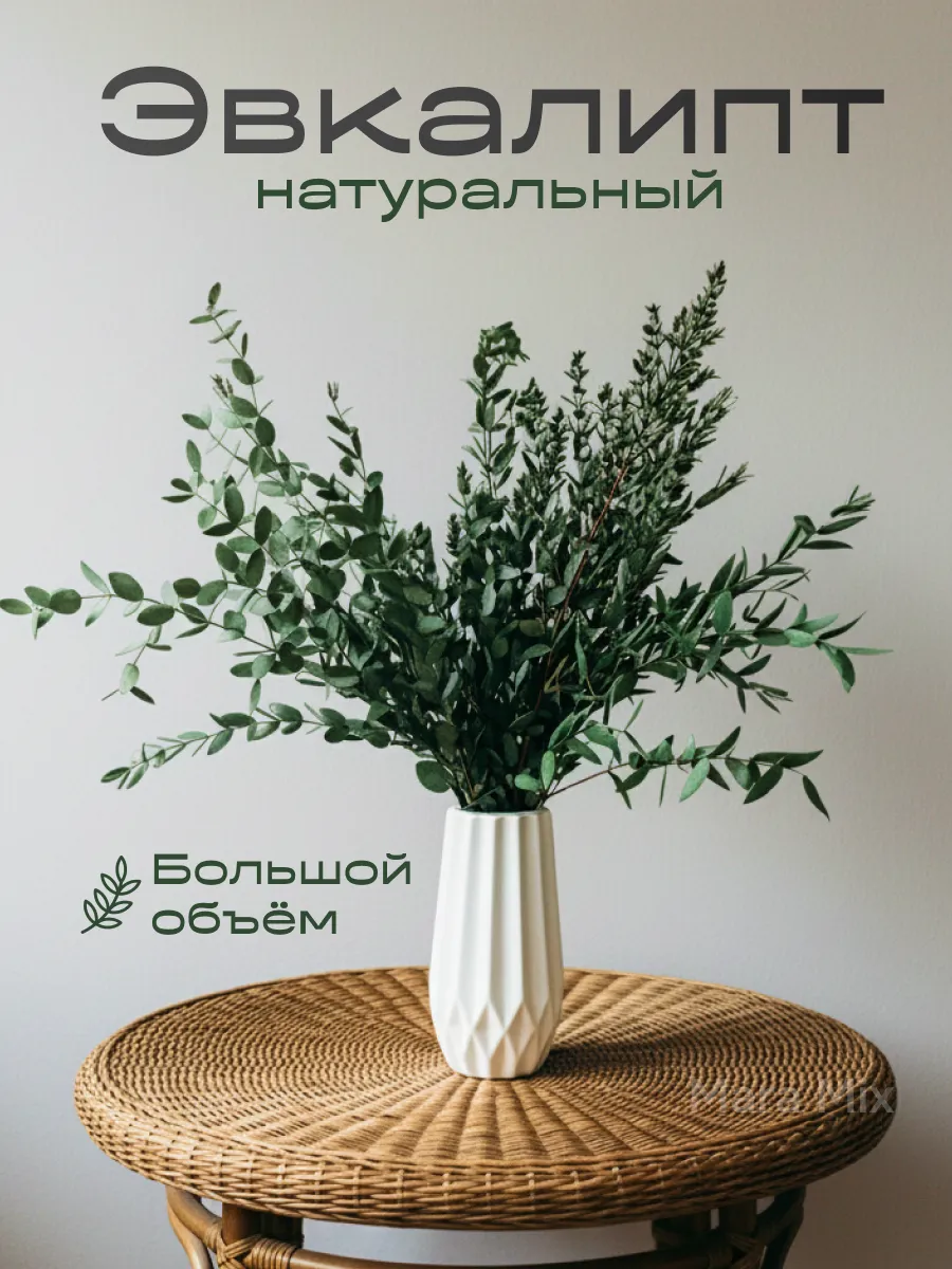 Эвкалипт стабилизированный сухоцвет