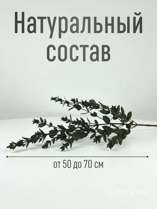 Mara mix Эвкалипт стабилизированный сухоцвет, зеленый, фото 3