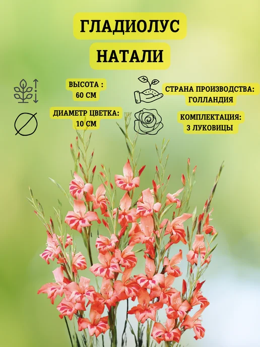 Царь сад Луковицы гладиолуса, 3 шт