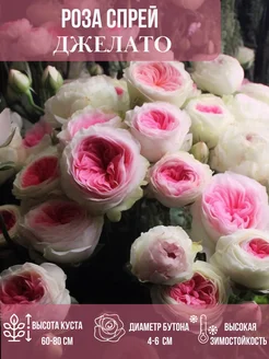 Саженец розы Джелато Эдем Роз 417825657 купить за 445 ₽ в интернет‑магазине Wildberries