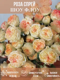 Саженец розы Шоу Флоу Эдем Роз 417825664 купить за 300 ₽ в интернет‑магазине Wildberries