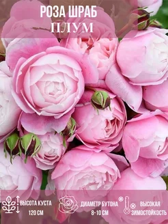 Саженец розы Плум Эдем Роз 417825676 купить за 300 ₽ в интернет‑магазине Wildberries