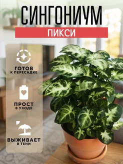 ZELE Сингониум Пикси комнатное растение