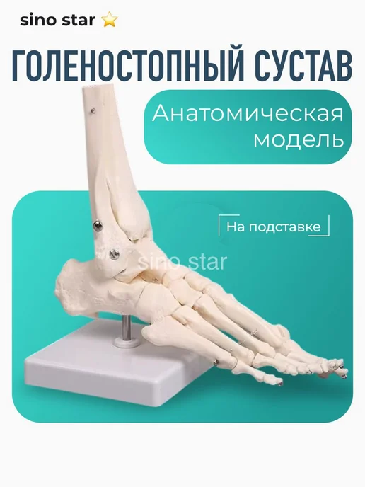 Sino star Анатомическая модель скелета голеностопного сустава человека, вариант