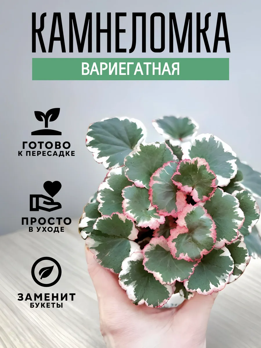 Камнеломка Вариегатная комнатное растение