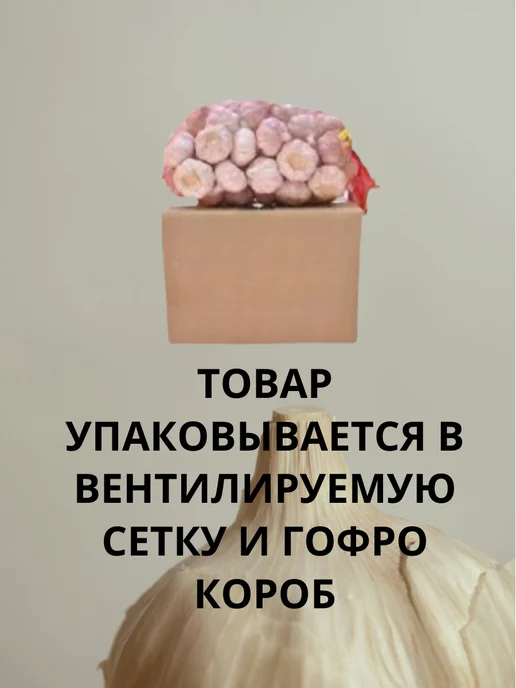 ПРИВКУС РОССИИ Чеснок озимый на посадку Шадейка 500 грамм, белый, фото 2