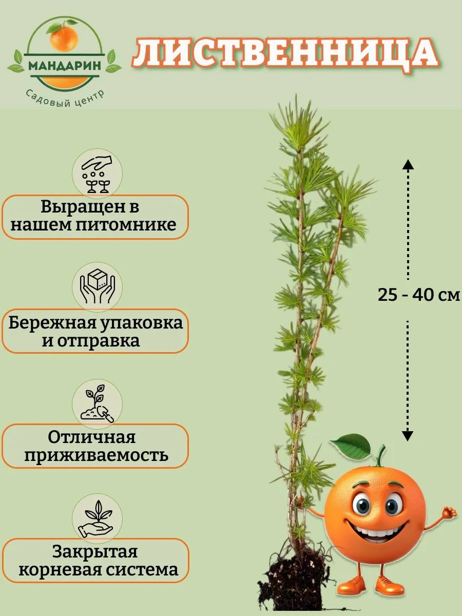Лиственница саженец