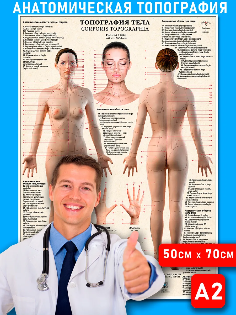 Плакат А2+ Анатомическая топография женщины