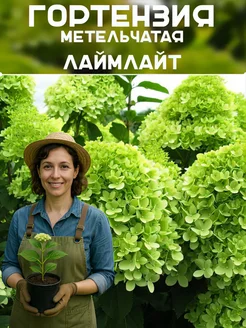гортензия саженцы ЛаймЛайт ЭРА РОСТА 421784913 купить за 261 ₽ в интернет‑магазине Wildberries
