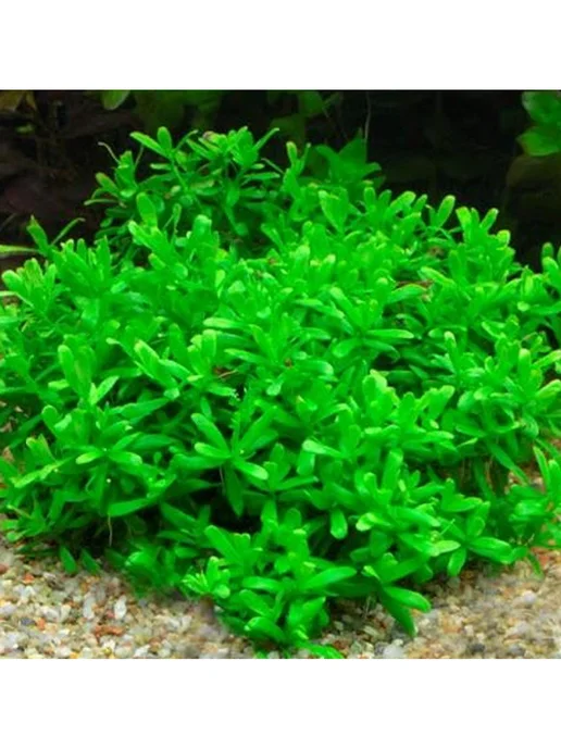 BestFish24 Хедиотис зальцмана меристемные растения, вариант, фото 3