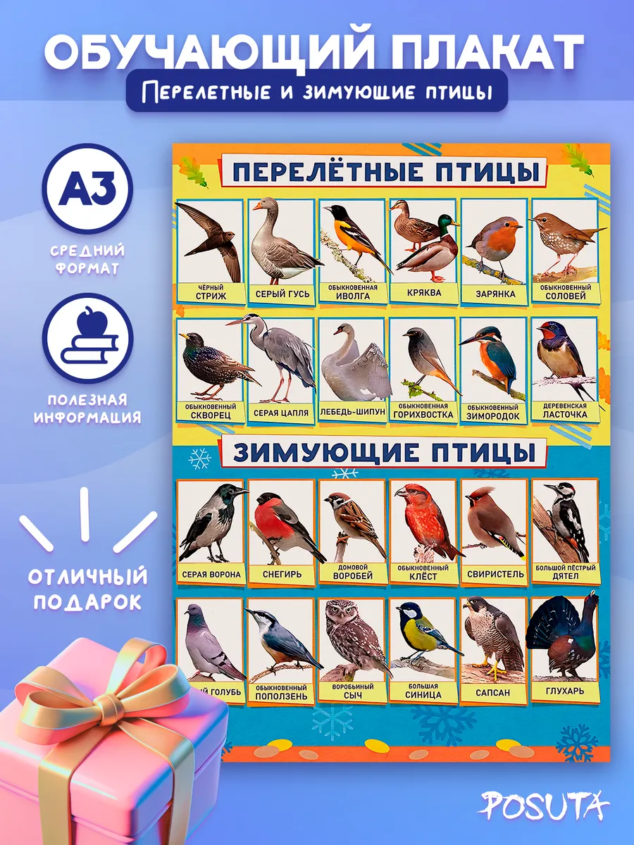 Плакат обучающий для детей Перелетные и зимующие птицы