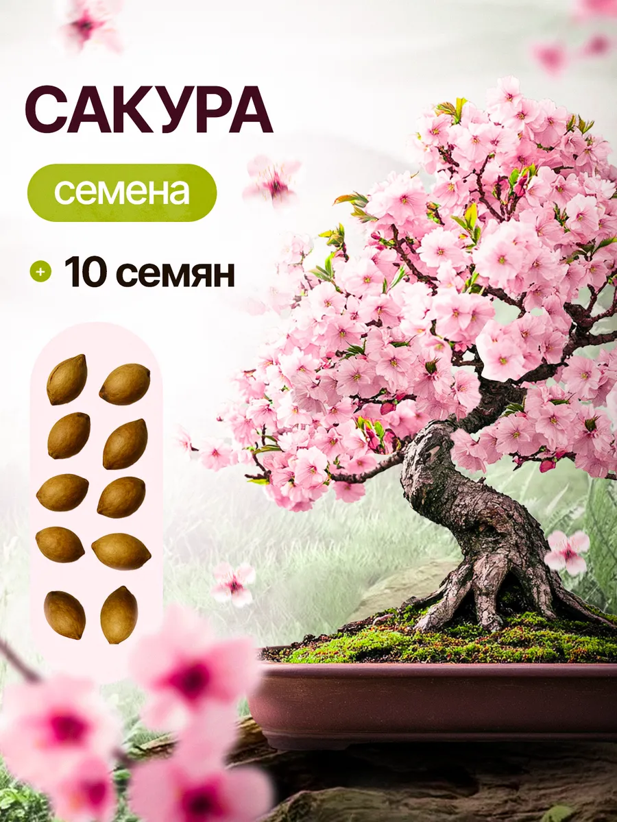 Семена бонсай Сакура комнатная вишня 10 шт