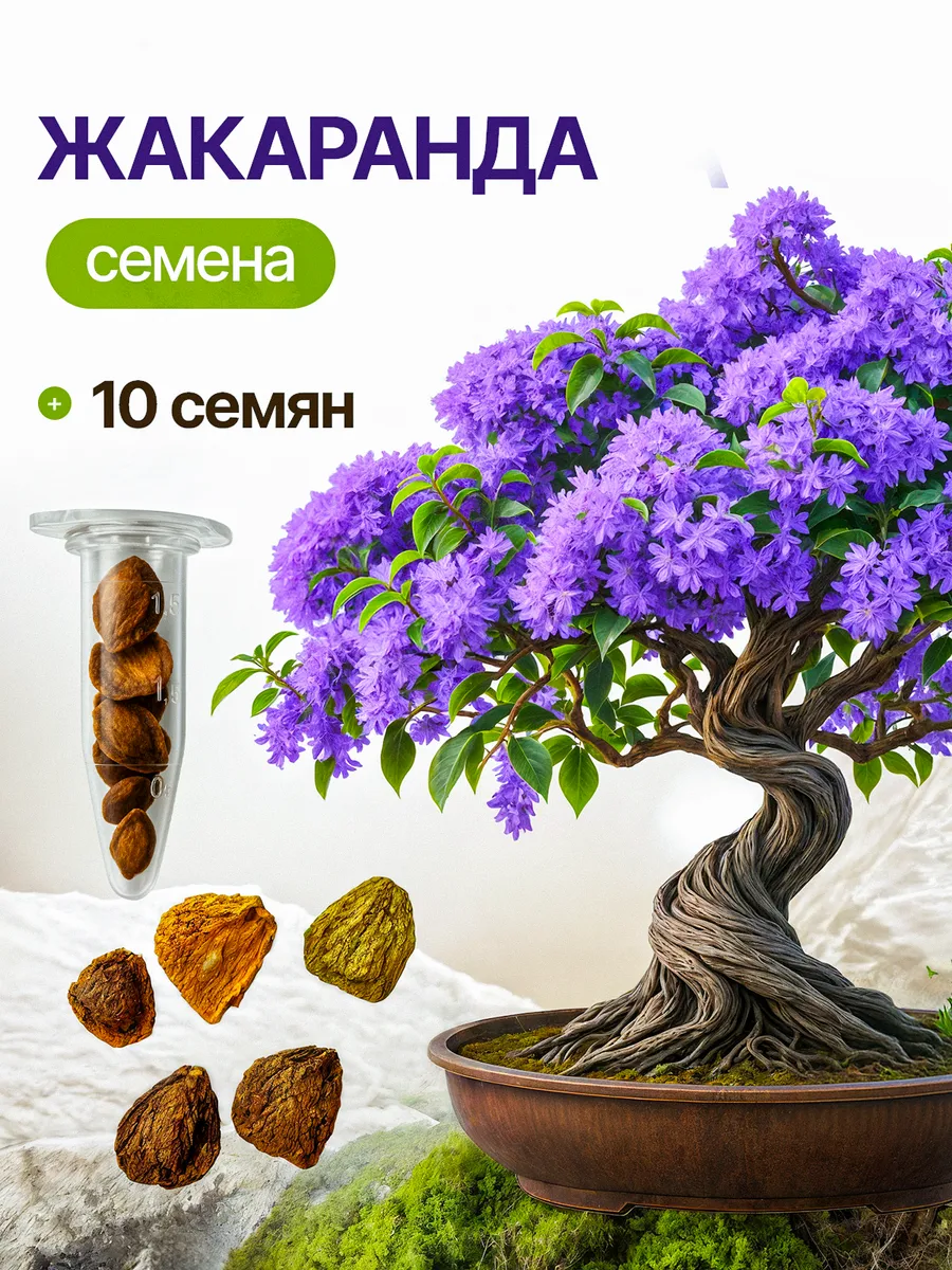 Семена бонсай фиалковое дерево Жакаранда 10 шт.