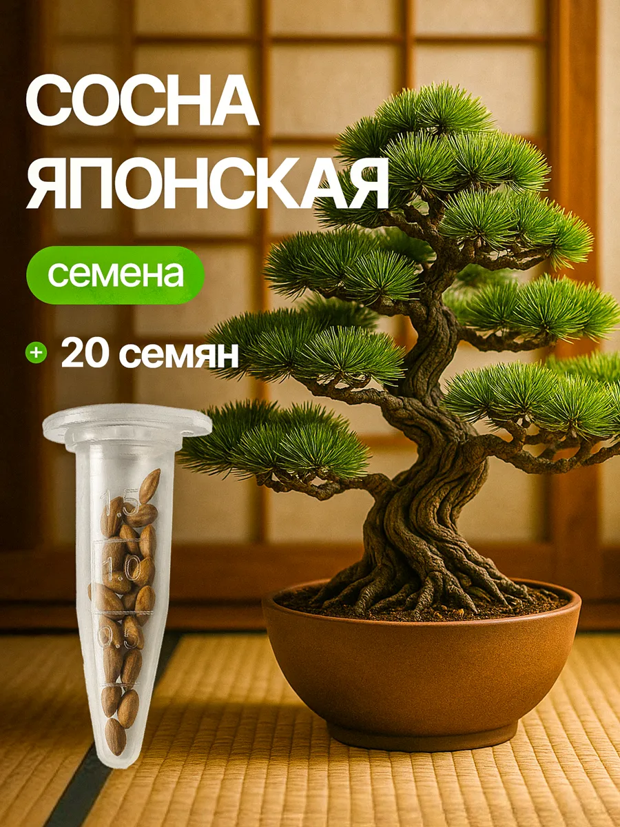 Семена бонсай Сосна 20 шт.