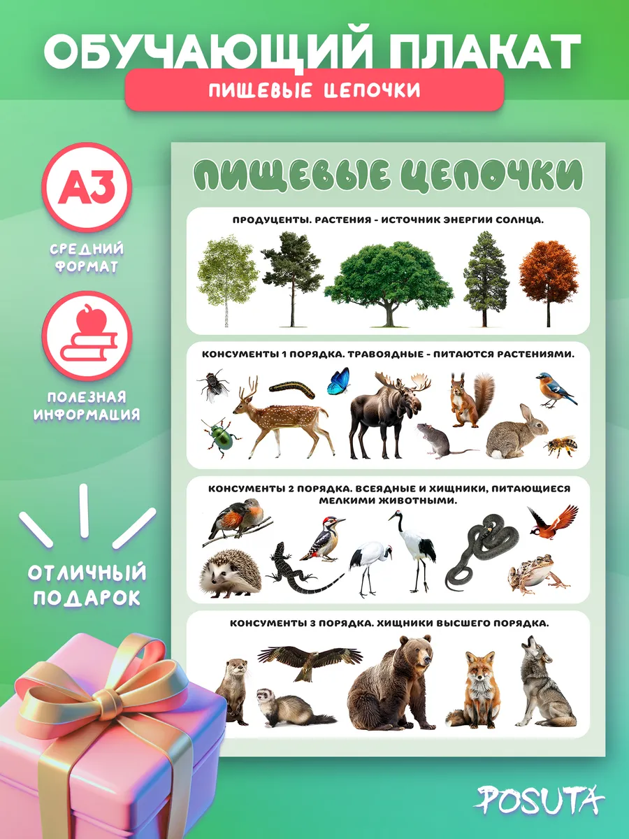 Обучающие постеры на стену пищевые цепочки