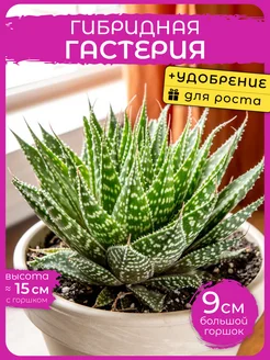 Сад Натали Гастерия Гибридная комнатное растение Д9