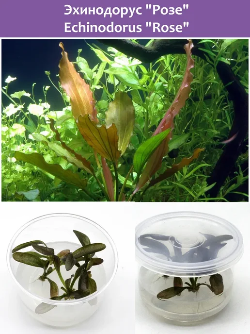 BestFish24 Эхинодорус Розе меристемные растения, вариант