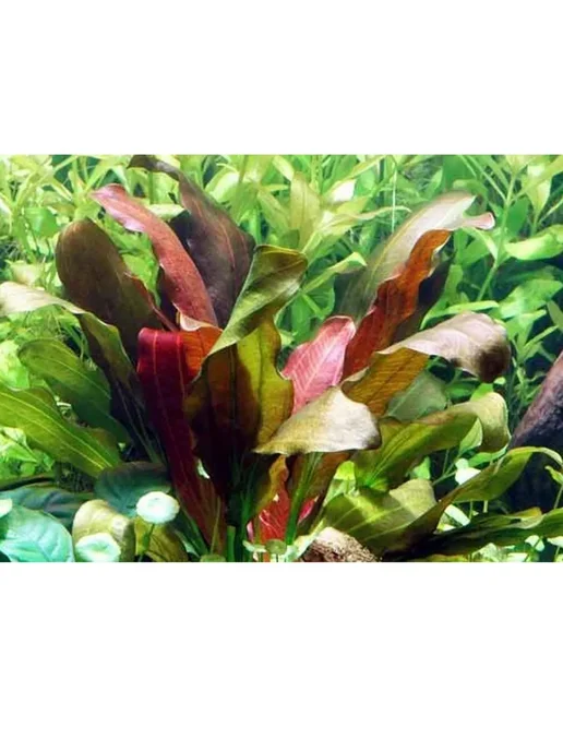 BestFish24 Эхинодорус Розе меристемные растения, вариант, фото 4