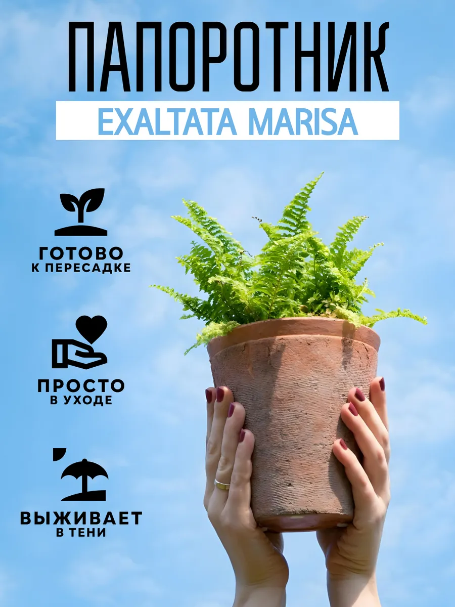 Папоротник Exaltata Marisa комнатное растение