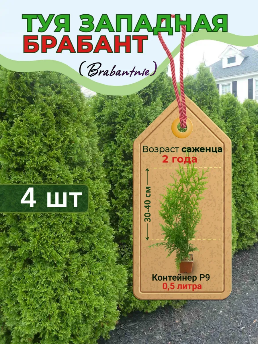 Туя западная Брабант 4 шт.