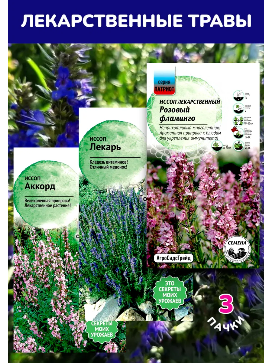 Иссоп 3 сорта - Лекарственные травы
