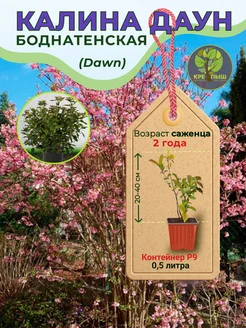 Калина боднантенская Даун 433773343 купить за 548 ₽ в интернет‑магазине Wildberries