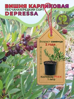 Вишня песчаная Депресса 433774728 купить за 662 ₽ в интернет‑магазине Wildberries