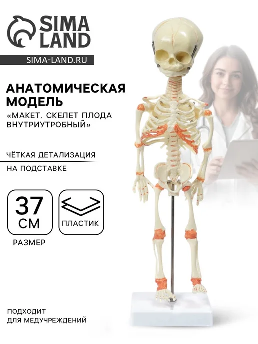 ПМДК Анатомическая модель скелета плода внутриутробно, вариант